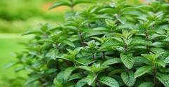 Peppermint & Spearmint