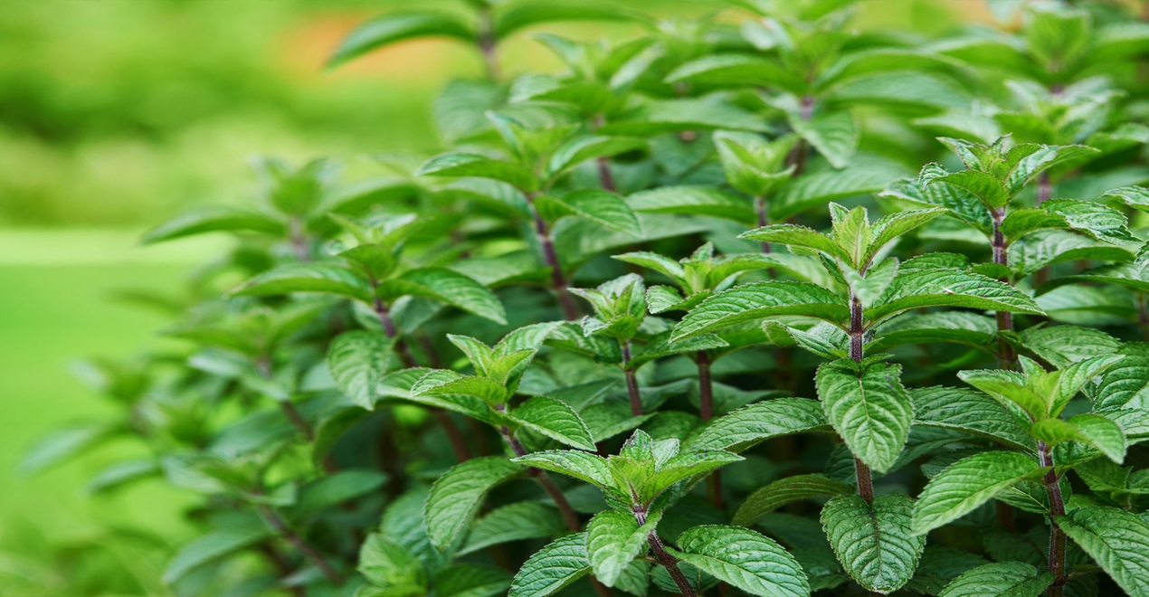 Peppermint & Spearmint