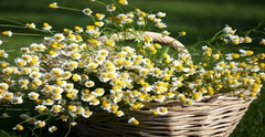 Chamomile Dried