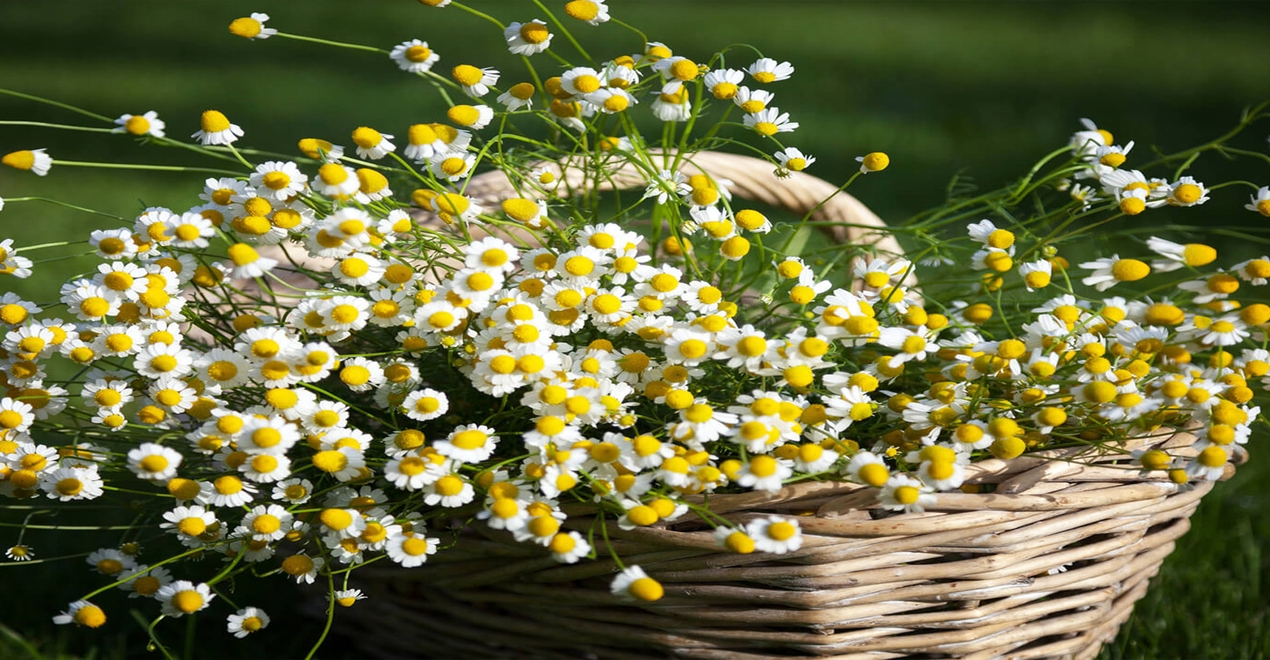 Chamomile Dried